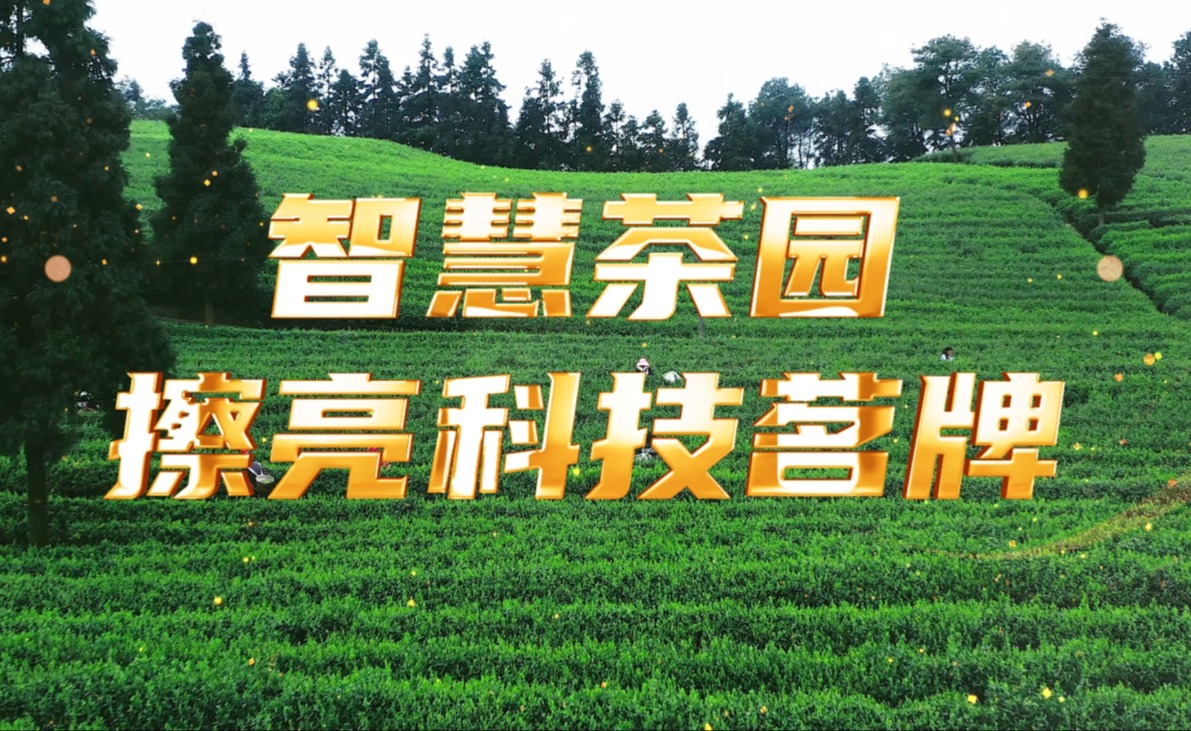 智慧茶园，擦亮科技茗牌